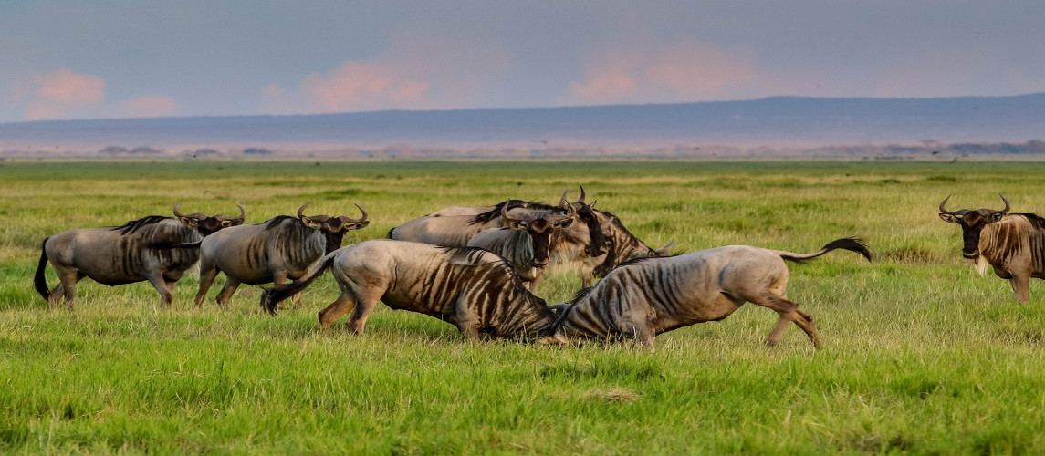 Safari En Amboseli - Cambrils Travel