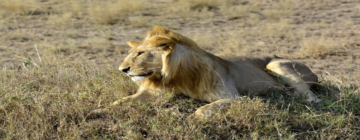 Safaris En Parques Y Reservas En Kenia