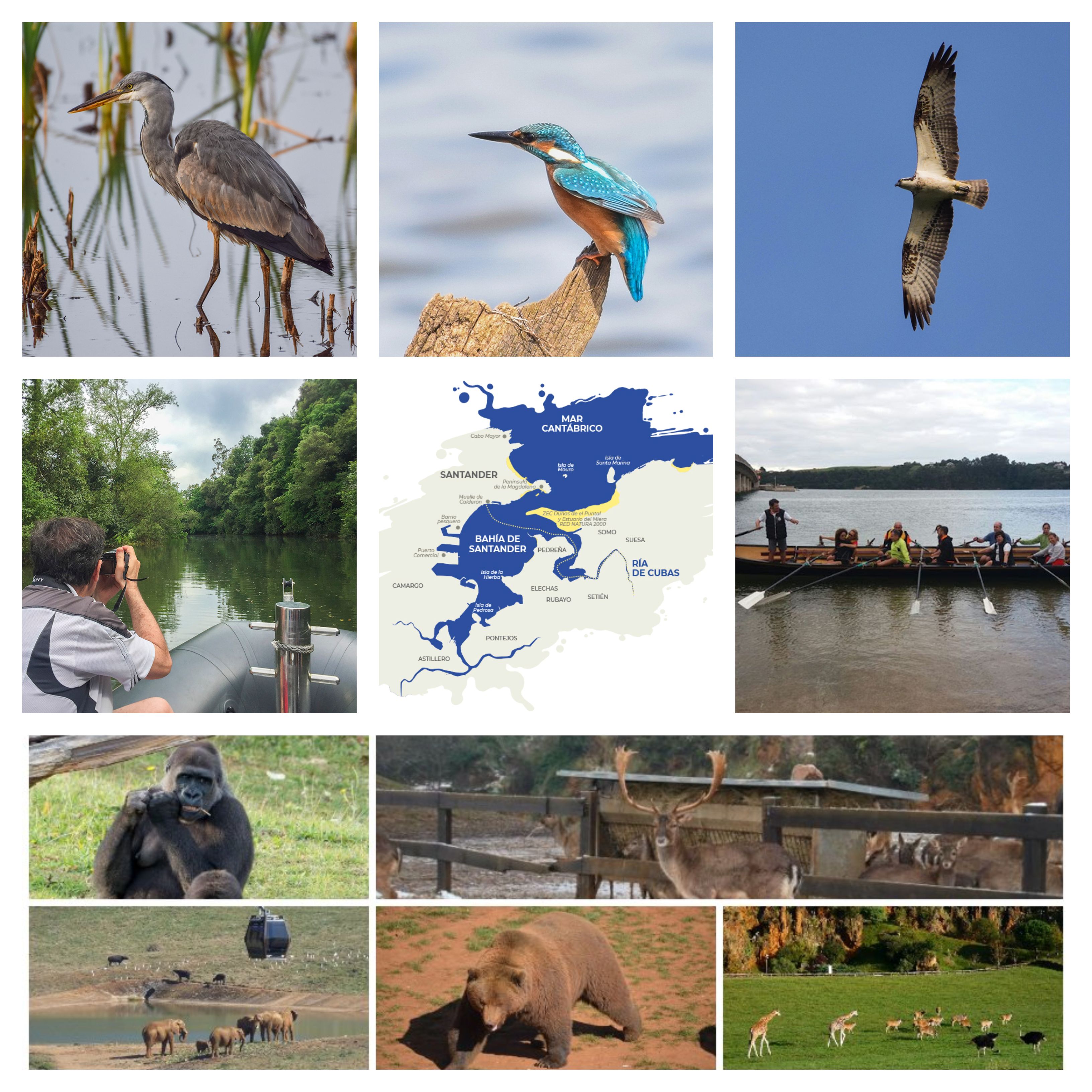 Bahía de Santander y Parque de Naturaleza de Cabárceno. Observación de Aves Osprey center
